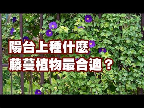 藤蔓植物風水